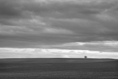 LoneTree2