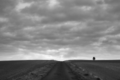 MittaudTree_Study1