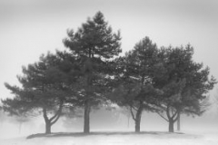 Pines3card(1)