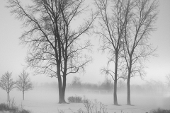 TalltreesW