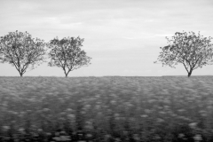 trees
